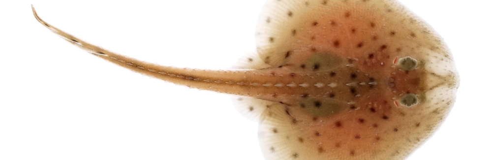 little skate