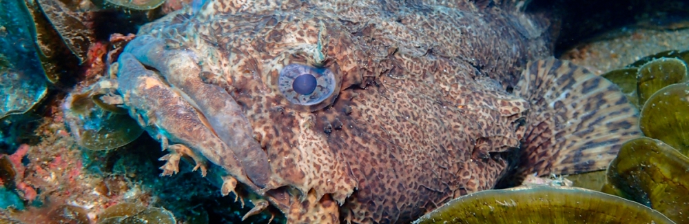 Oyster Toadfish