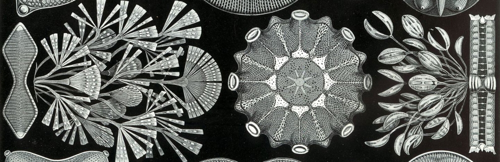 Diatoms, illustration by Ernst Haeckel (Kunstformen der Natur (1904), plate 84. Credit: Public domain via Wikimedia Commons