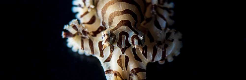 Pygmy Zebra Octopus. Credit Tim Briggs