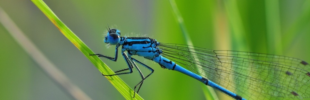 Azure Hawker Dragonfly 