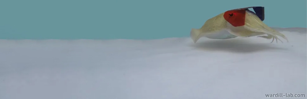 cuttlefish wearing 3D cinema glasses