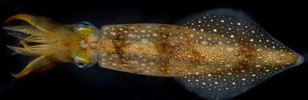 Longfin Squid (Loligo pealei). Credit: Tom Kleindinst