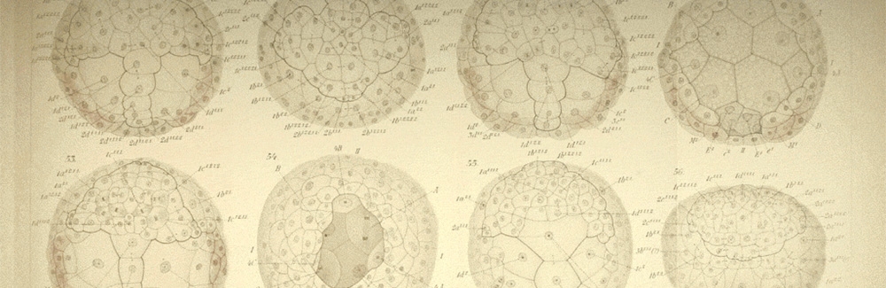 Several of Conklin’s sketches of a developing snail embryo.