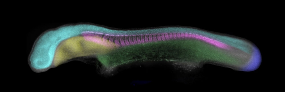 Skate embryo with tissues in diffent colors Courtesy of J Andrew Gillis