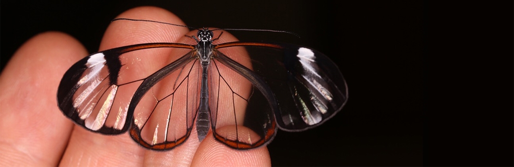 glasswing butterfly