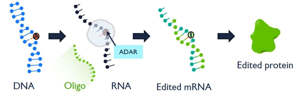 Diagram of RNA editing. Credit Korro Bio