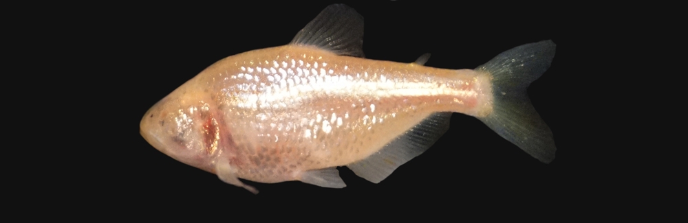 Blind cavefish - NIH image