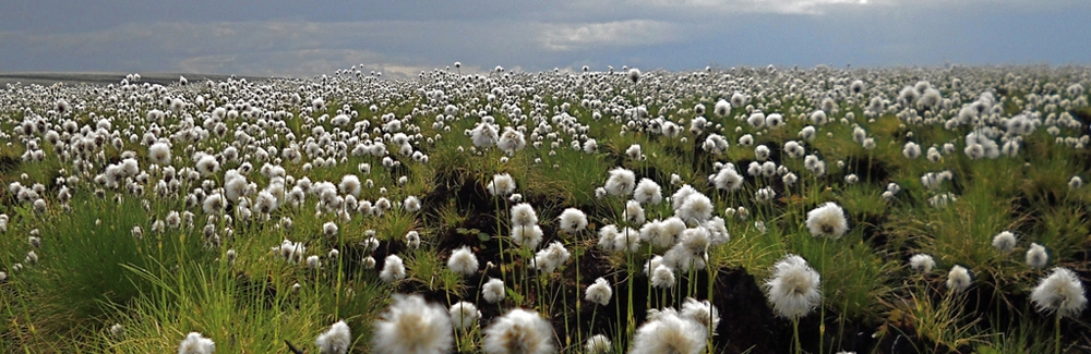 cottongrass