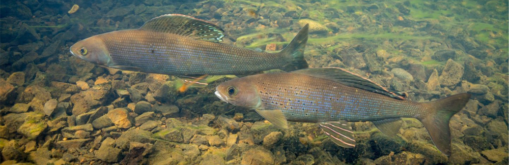 arctic grayling