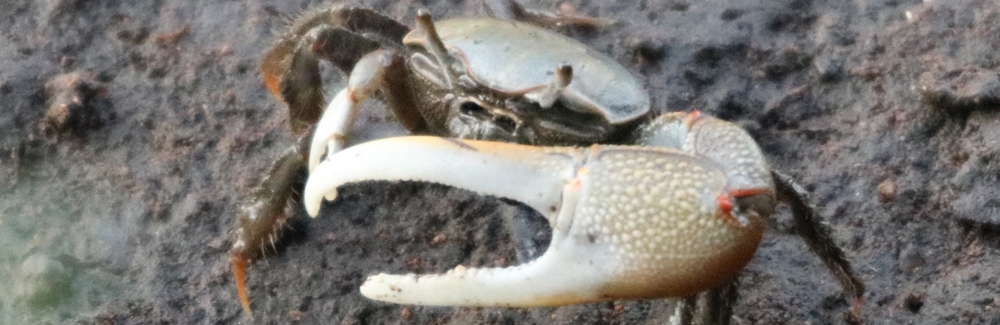 fiddler crab