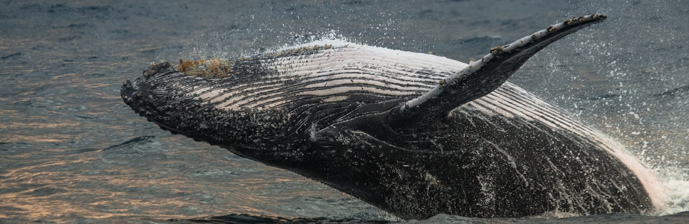 humpback whale breaching