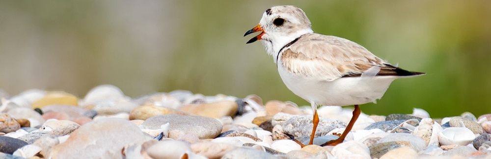 Piping Plover