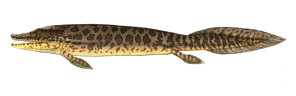 Reconstruction of Tiktaalik roseae-credit NSF