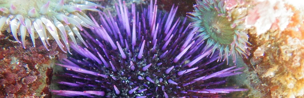 The purple sea urchin, Strongylocentrotus purpuratus. Credit: Donna Pomeroy/Encyclopedia of Life