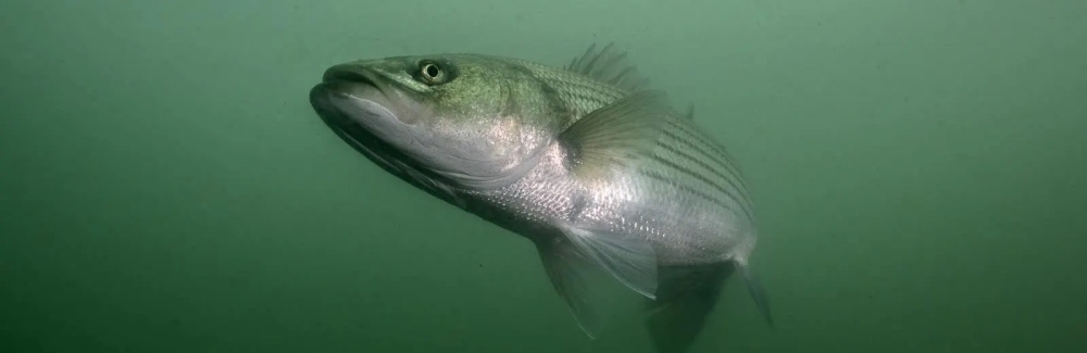 Striped bass migrate to Eel Pond in May and leave in October. Credit: Ethan Gordon (www.ethangordon.com)