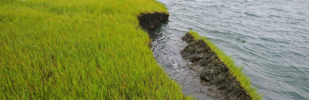 Large chunks of grass and mud are falling into the water on some salt marshes on the Westport River. (Credit Chris Neill)