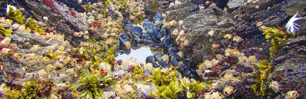 intertidal tidepool