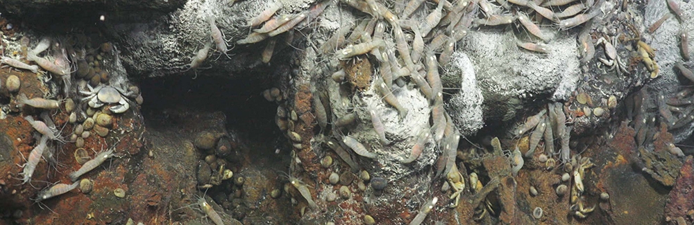 Shrimp bustle around grazing on microbes flowing from these hot vents.