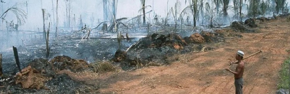 A rainforest landscape scarred by deforestation. Credit Chris Neill