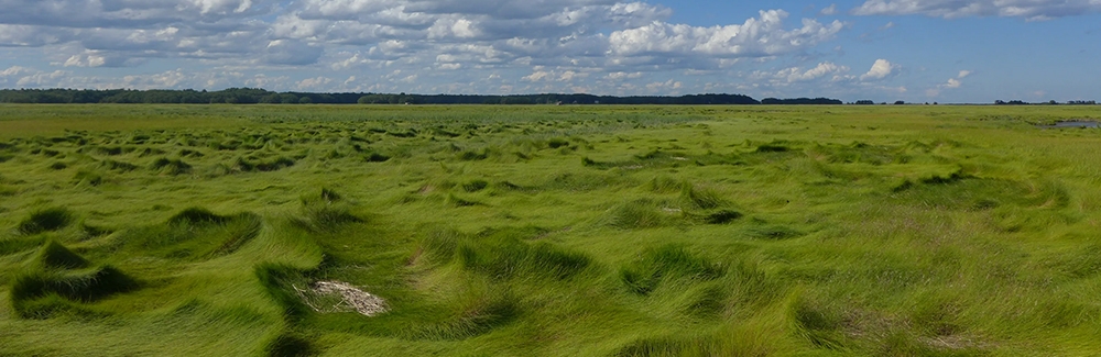 Salt marsh hay (Spartina patens) at Plum Island Estuary in northeastern Massachusetts. Credit: David S. Johnson