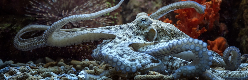 Octopus