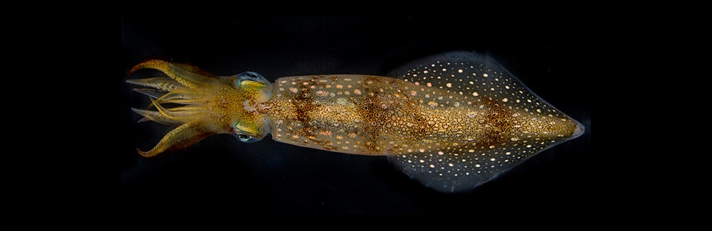 longfin squid