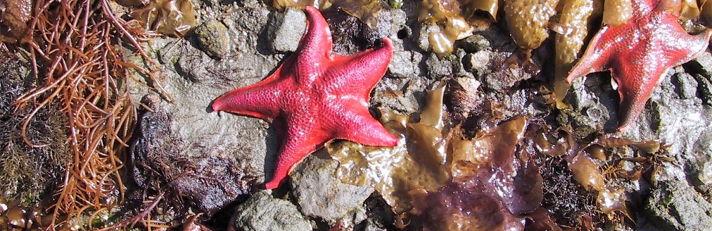 Bat star Patiria miniata Credit Daniel George iNaturalist