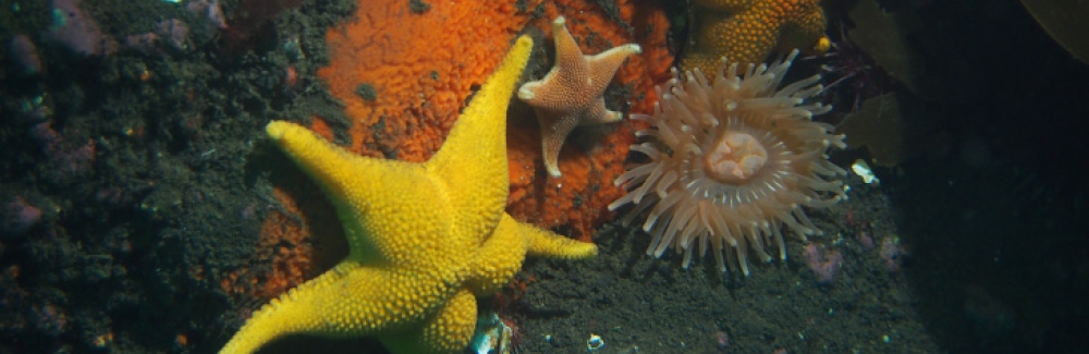 Marine-benthic-invertebrates-from-shallow-areas-in-Deception-Island-Antarctica-including-sea-stars-urchins-sponge-and-anemone-Credit-Conxita-Avila