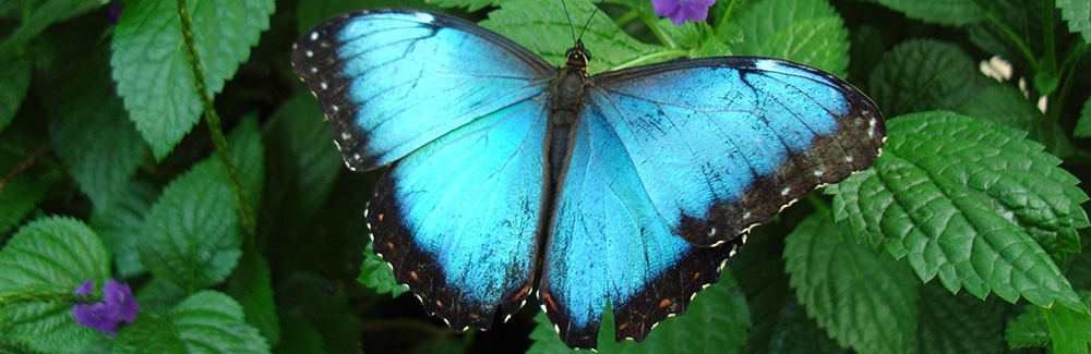 Blue Morpho butterfly