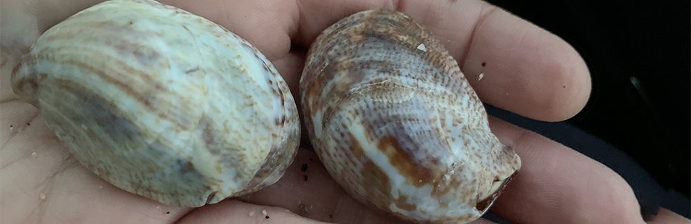 Common Atlantic Slippersnail (Crepidula fornicata)