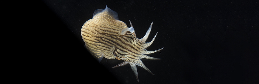 Striped Pyjama Squid (Sepioloidea lineolata). Credit: Tom Kleindinst