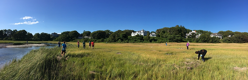  Researchers in Little Sippewissett salt marsh, Falmouth, Mass. Credit: David Mark Welch