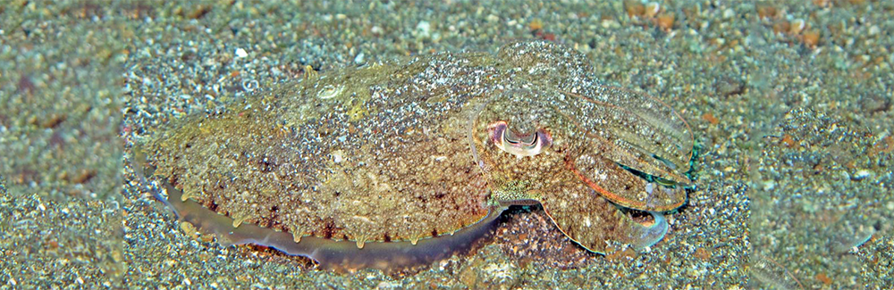 Cuttlefish camouflaged in the sand. Credit Lakshmi Sawitri via Wikimedia Commons