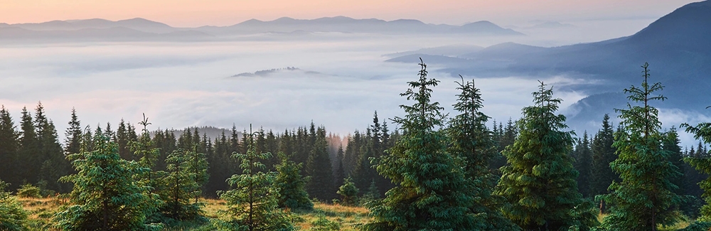 Forest with mountains beyond.