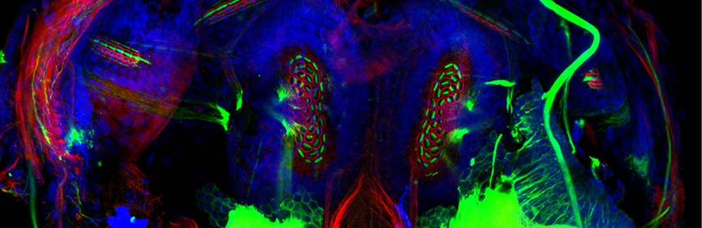 Squid statocyst (inner ear sense organ in some aquatic invertebrates). Image taken with Zeiss LSM710 in BIE course 2017. Courtesy of Mirko Scheibinger