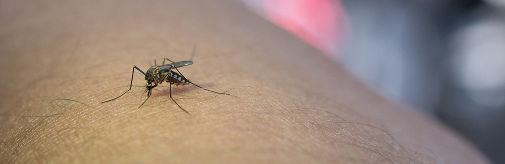 close up of mosquito on human arm