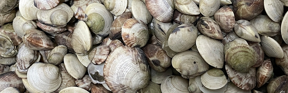 Hard clams