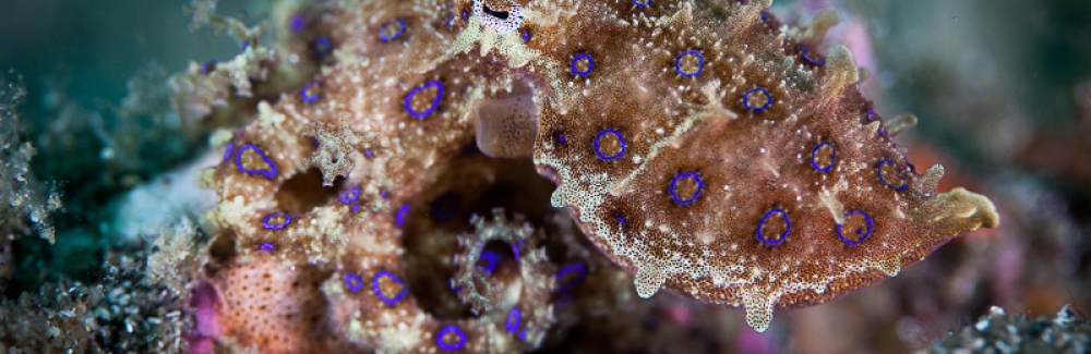 Blue-ringed octopus