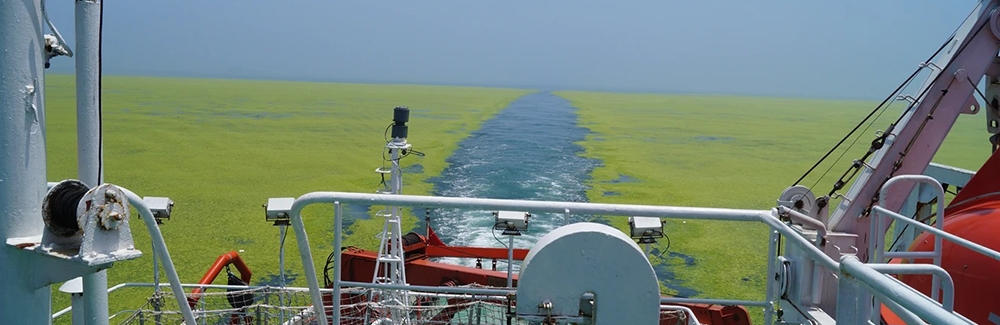 Green tide in the Yellow Sea