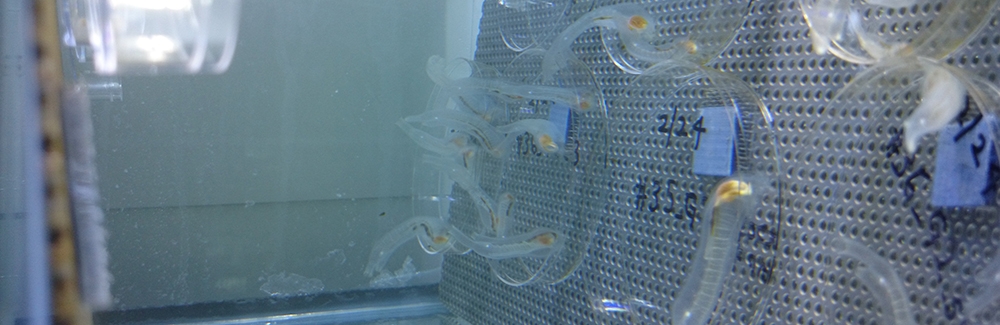 Inbred sea squirts attached to petri dishes following their free-swimming larval stage. Credit Lionel Christiaen