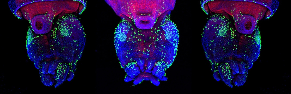 Juvenile of the Longfin inshore squid, Doryteuthis pealei. The F-actin staining (red) reveals the musculature of the mantle; and the acetylated-tubulin staining (green) reveals the tufts of cilia on the surface of the mantle and rest of the body. Nuclei stained blue. Credit: Wang Chi Lau, MBL Embryology Course