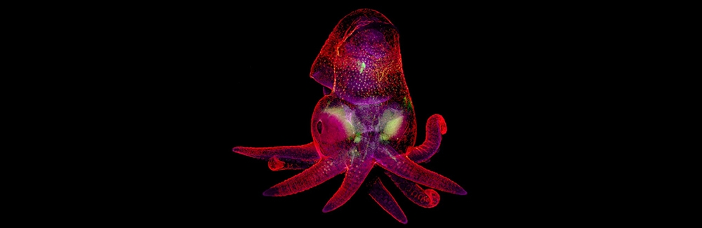 Microscope image of a California two-spot octopus (Octopus bimaculoides) embryo