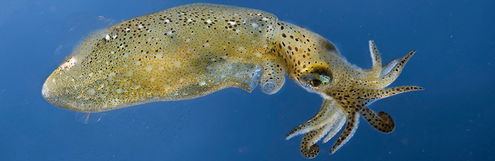 Pygmy squid. Credit: Tom Kleindinst