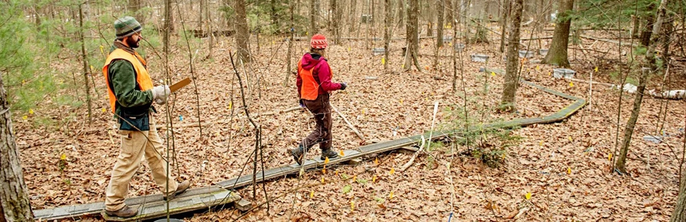 Researchers William Werner and Melissa Knorr monitor the soil-warming experimental site that Jerry Melillo created in 1991 at Harvard Forest, Massachusetts. Credit: Webb Chappell