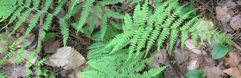 Fern