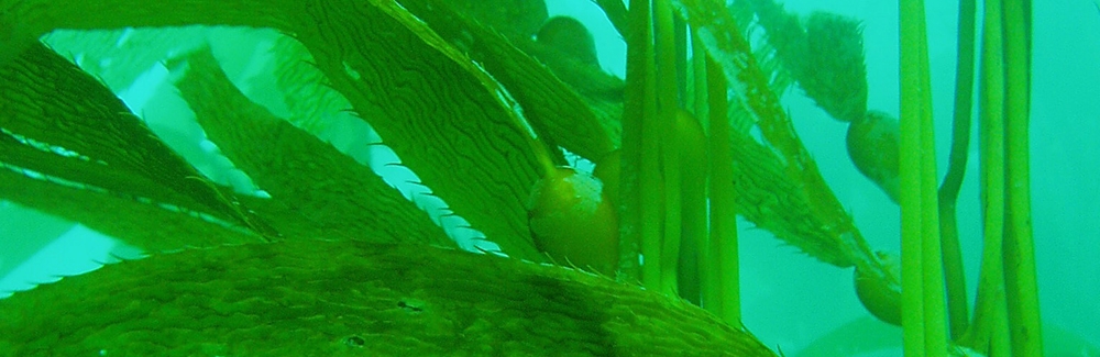 Giant Kelp