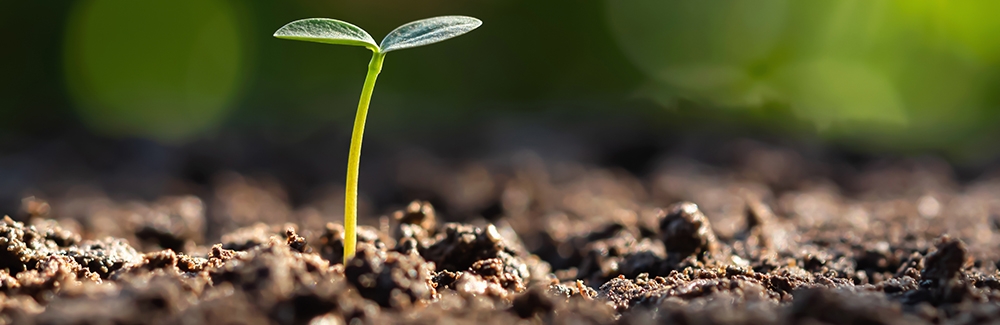 Plant growing from soil