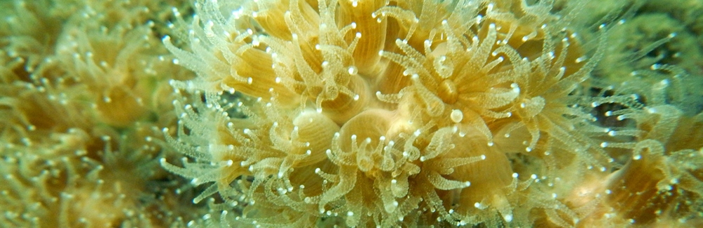 Coral in Vineyard Sound