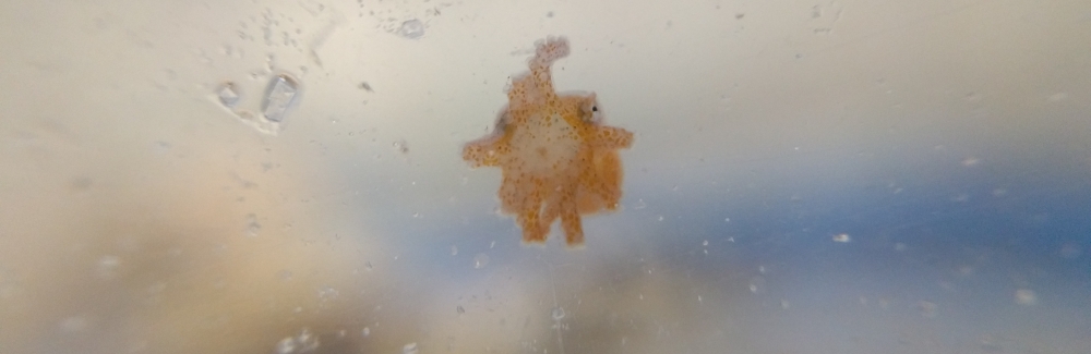 Zebra octopus hatchling